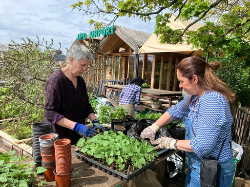 Samentuinieren op het dak